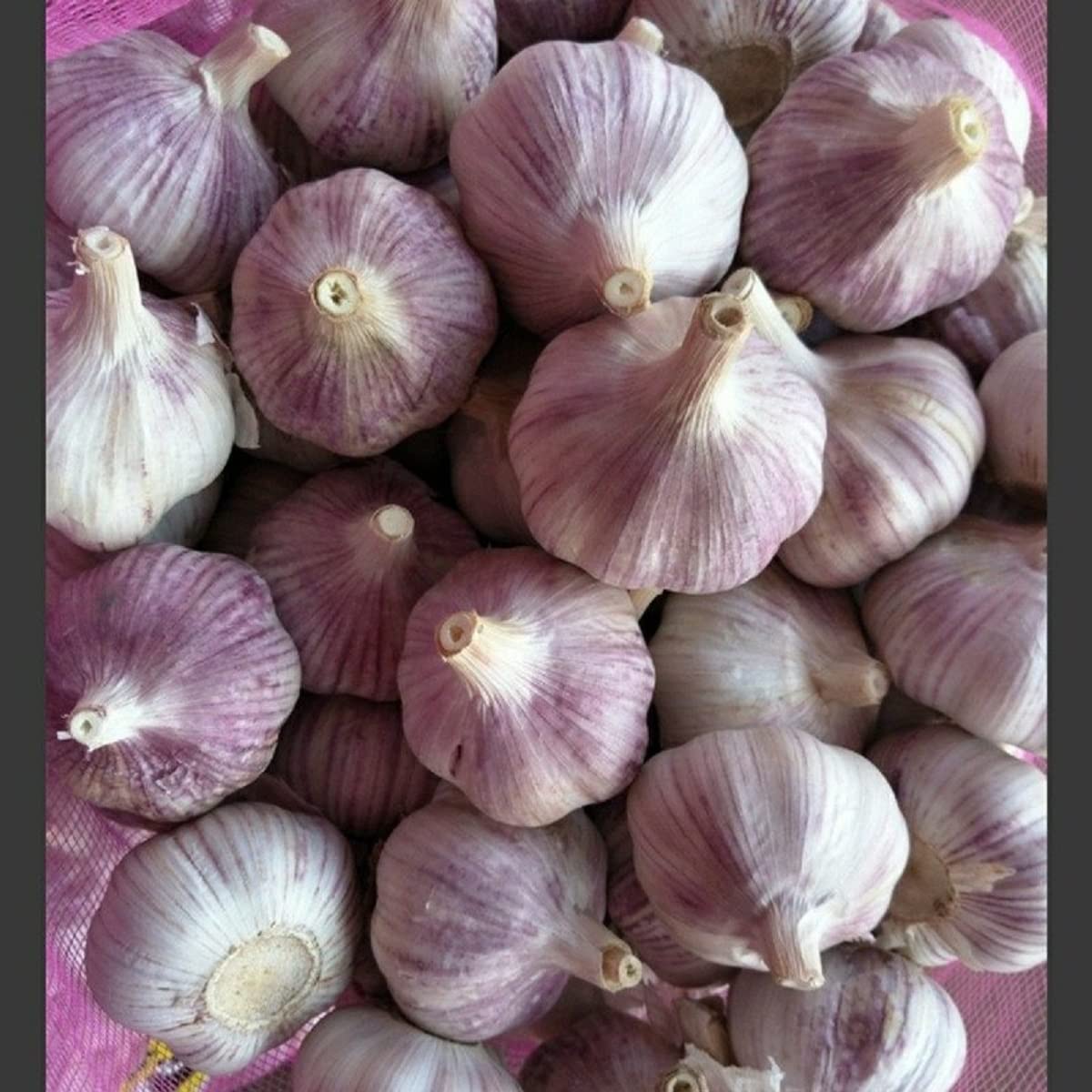 Bulbos de ajo enteros, bulbos de ajo italiano morado temprano, 16 onzas de ajo, este ajo está listo para comer o plantar, frijoles fríos N brotes