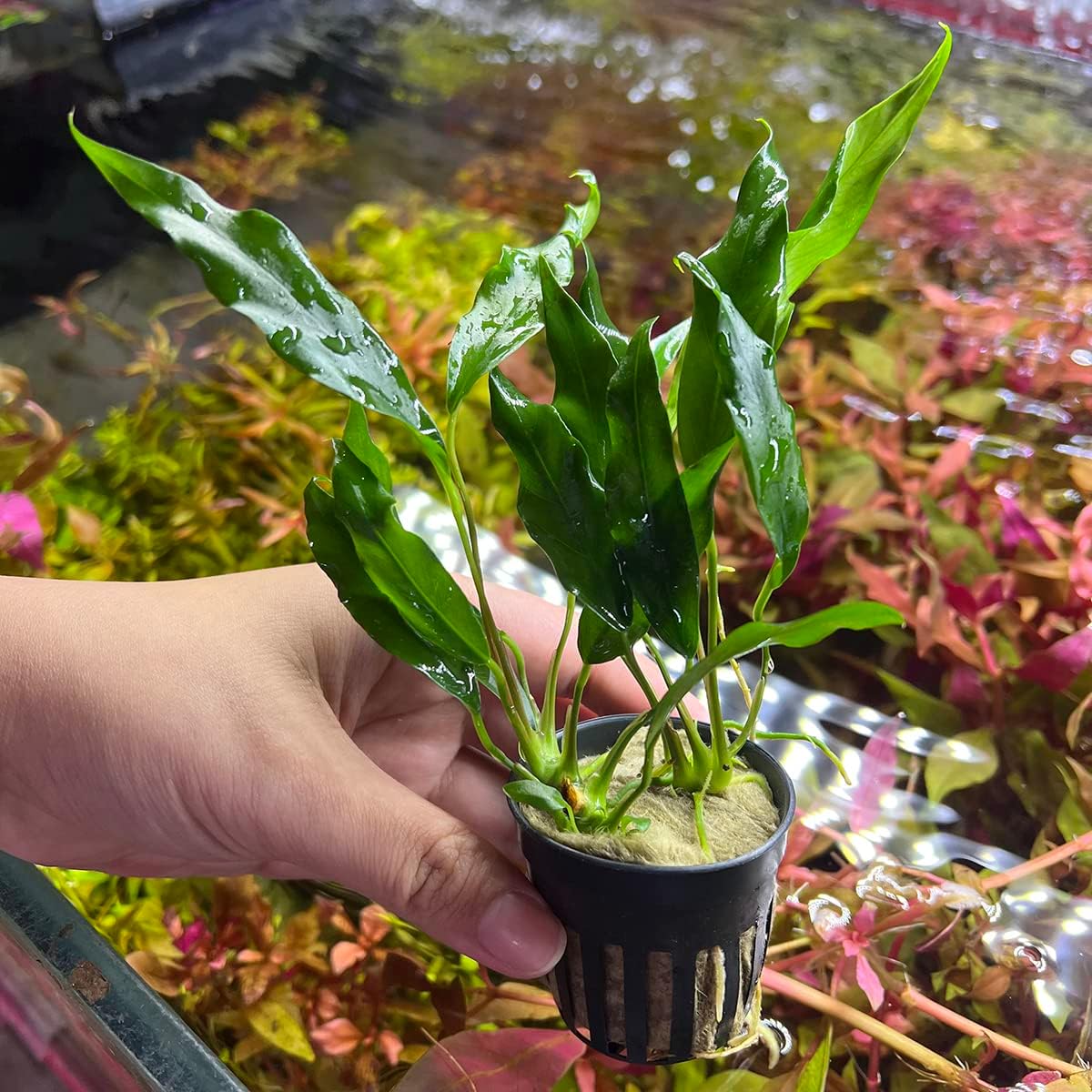 Plantas Anubias vivas para acuarios, planta de agua dulce en maceta para peceras y terrarios, apta para principiantes, para poca luz (Minima, 1