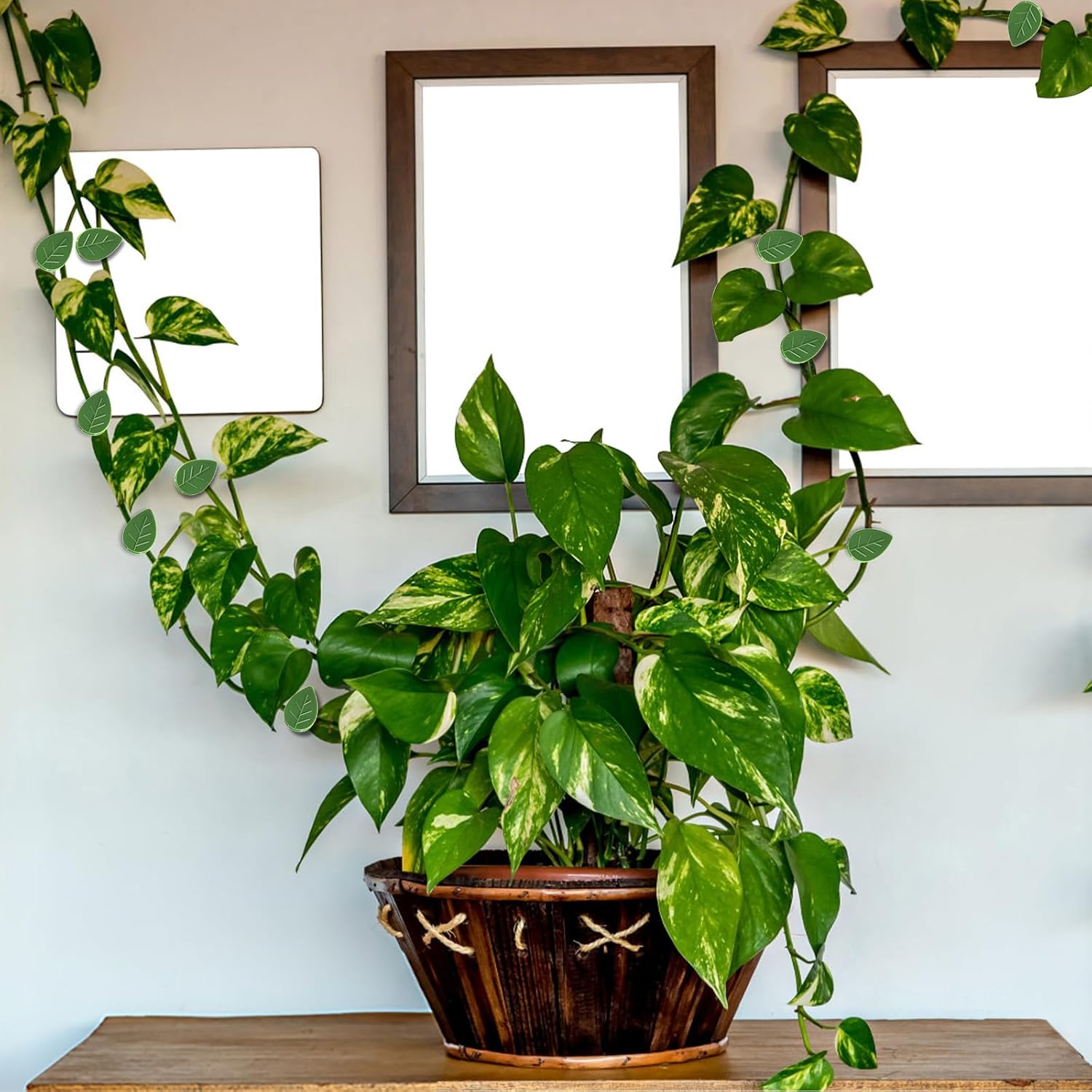 Nicunom 150 clips de pared para escalada de plantas con 180 calcomanías adhesivas, clips de plantas para plantas trepadoras, clips invisibles de vid