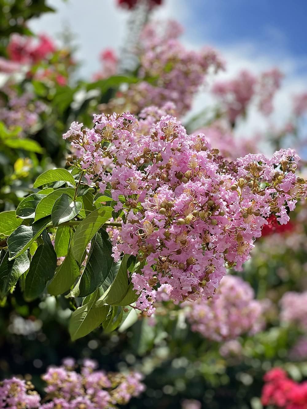 Crape Myrtle Muskogee  10 plantas vivas  Lagerstroemia Indica  Hermoso árbol floreciente de lavanda de bajo mantenimiento
