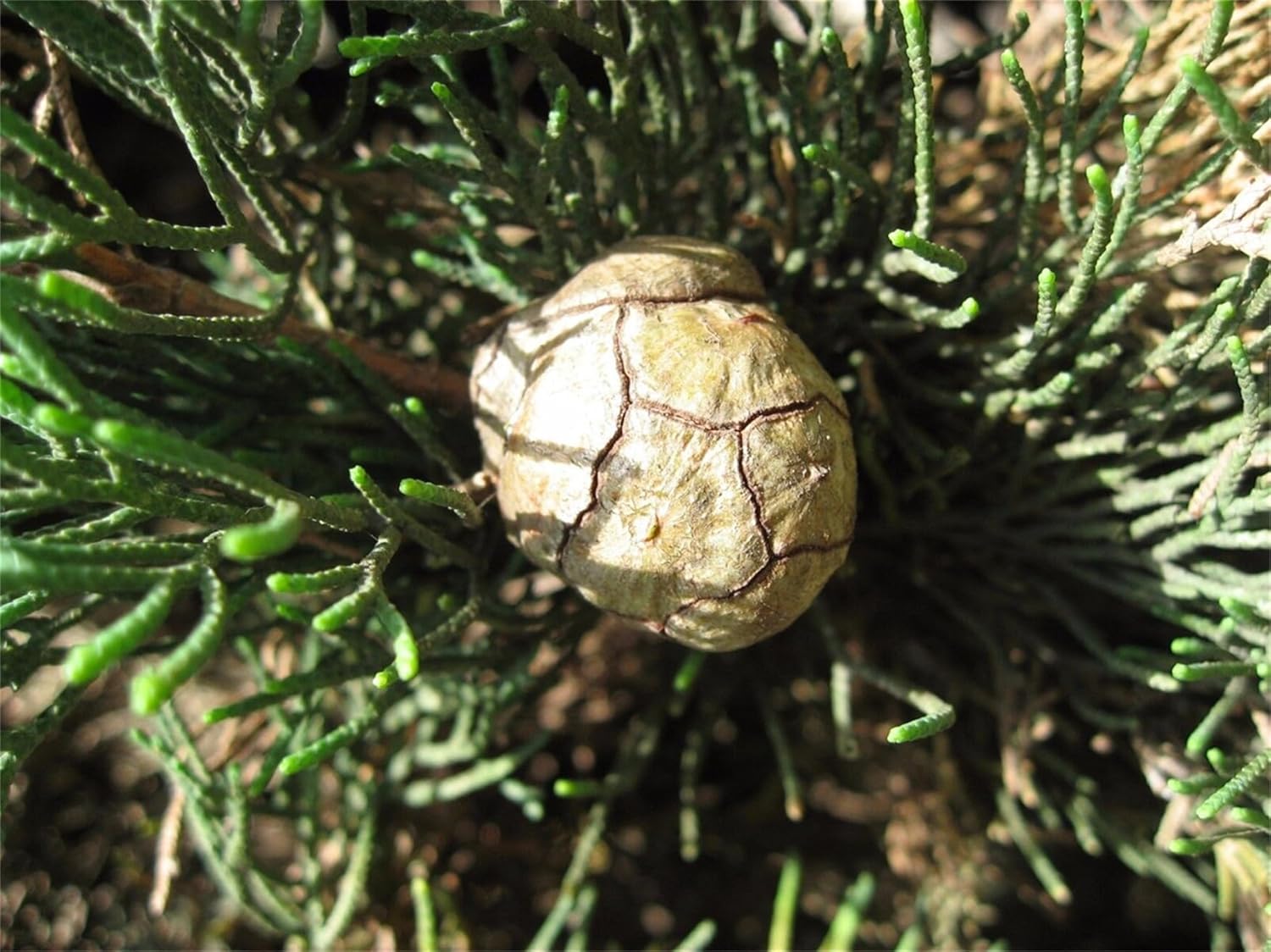 Semillas de árbol de plantas raras 50+ semillas de ciprés italiano (Cupressus sempervirens)