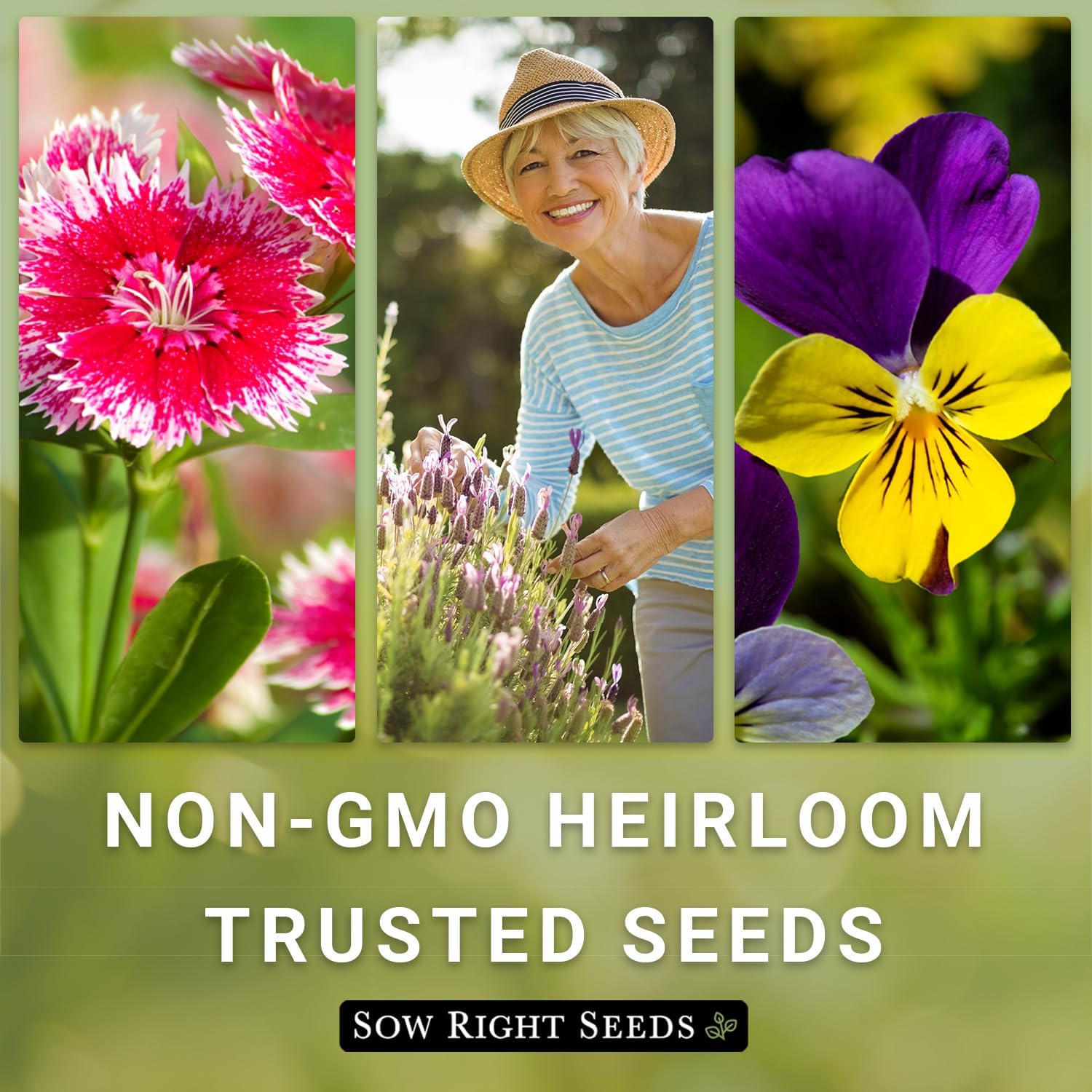 Sow Right Seeds – Mezcla de semillas de flores silvestres para plantar en el sureste – Paquete de reliquia sin OMG con instrucciones para cultivar