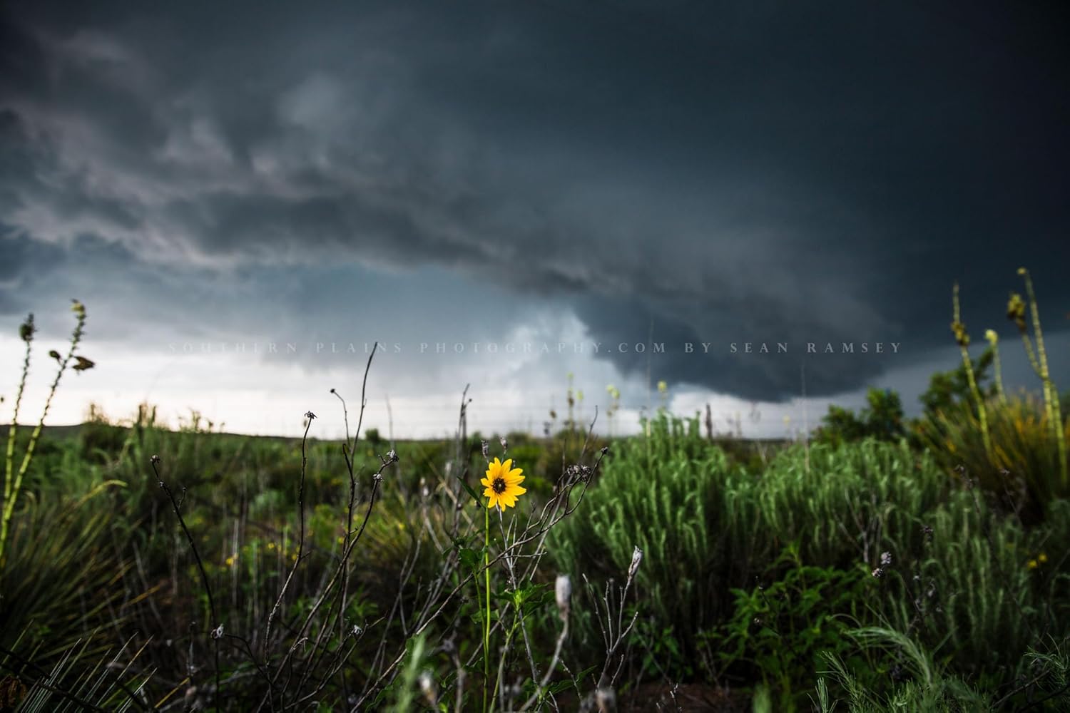 Storm Photography Print (Not Framed) Picture of Thunderstorm Passing Behind Wild Sunflower on Spring Day in Texas Flower Wall Art Nature Decor (8″ x