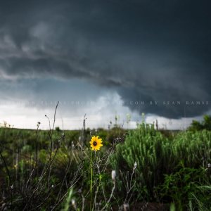 Storm Photography Print (Not Framed) Picture of Thunderstorm Passing Behind Wild Sunflower on Spring Day in Texas Flower Wall Art Nature Decor (8″ x Storm Photography Print (Not Framed) Picture of Thunderstorm Passing Behind Wild Sunflower on Spring Day in Texas Flower Wall Art Nature Decor (8″ x