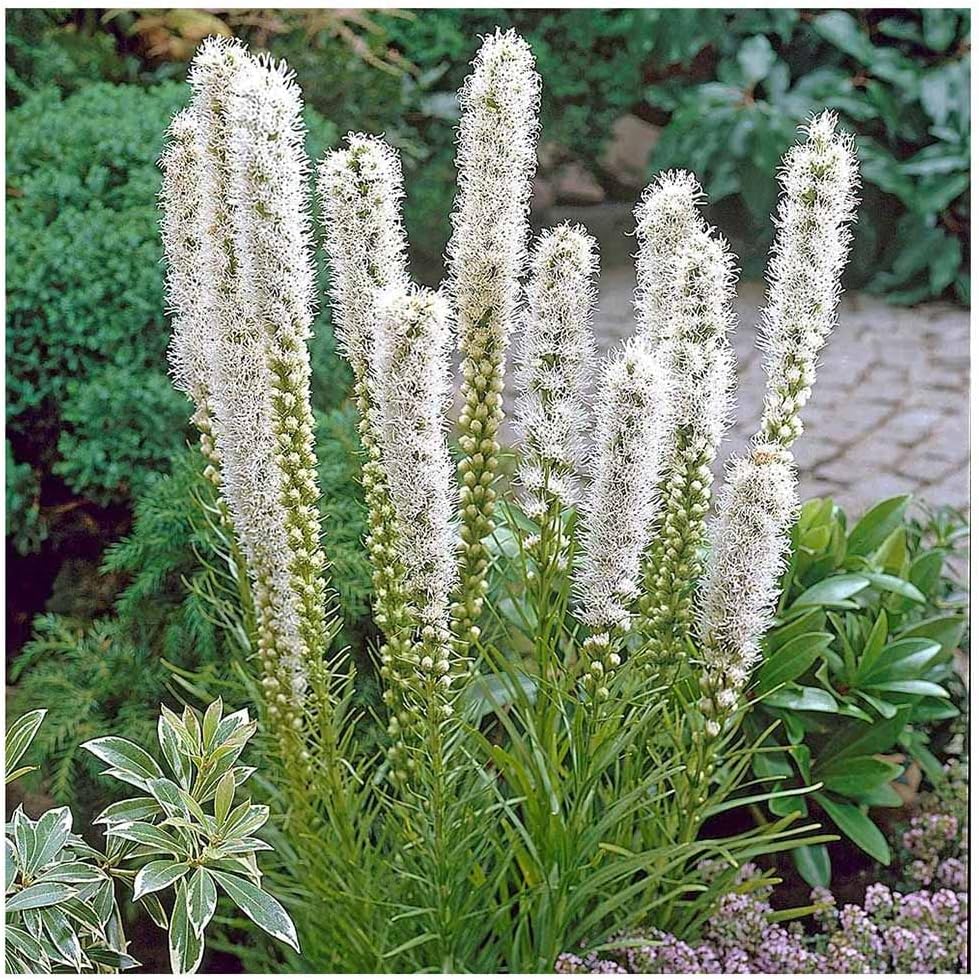 White Liatris Spicata – 10 bombillas – Estrella ardiente