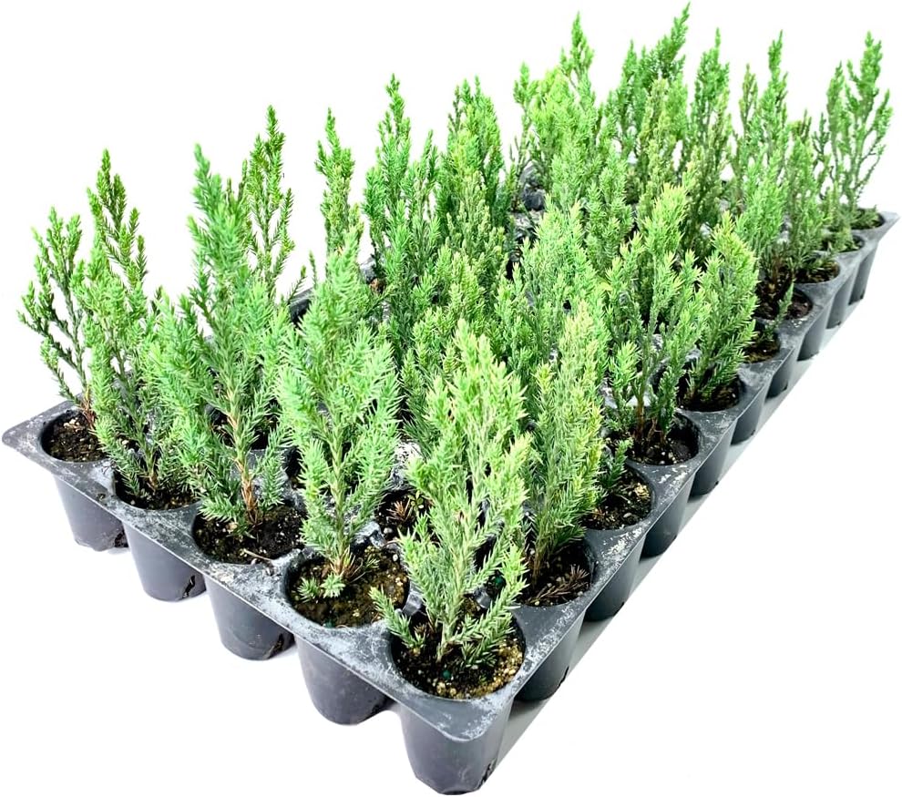 Blue Point Juniper  3 árboles vivos  Juniperus Chinensis  Plantas de hoja perenne de bajo mantenimiento tolerantes a la sequía