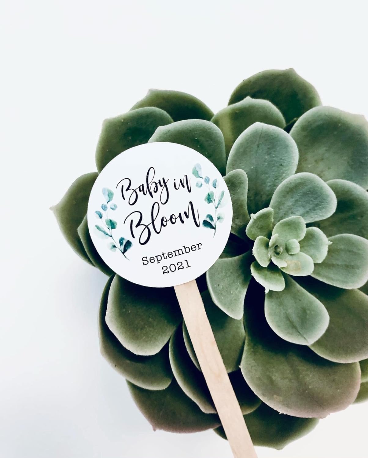 Succulent Favor Tags Baby Shower Thank you Tags on Stick Baby in Bloom – pack of 10