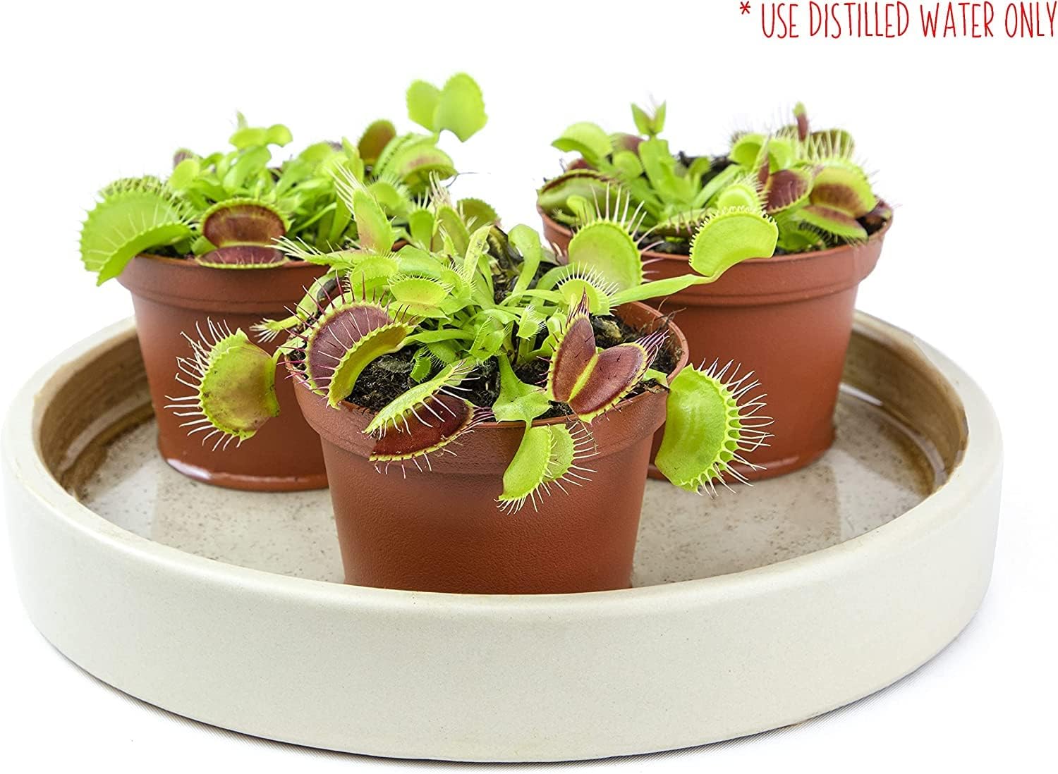 Altman Plants, Plantas vivas Venus atrapamoscas vivas (3PK), planta viva Venus trampa para moscas viva en suelo Venus trampa para moscas, plantas de