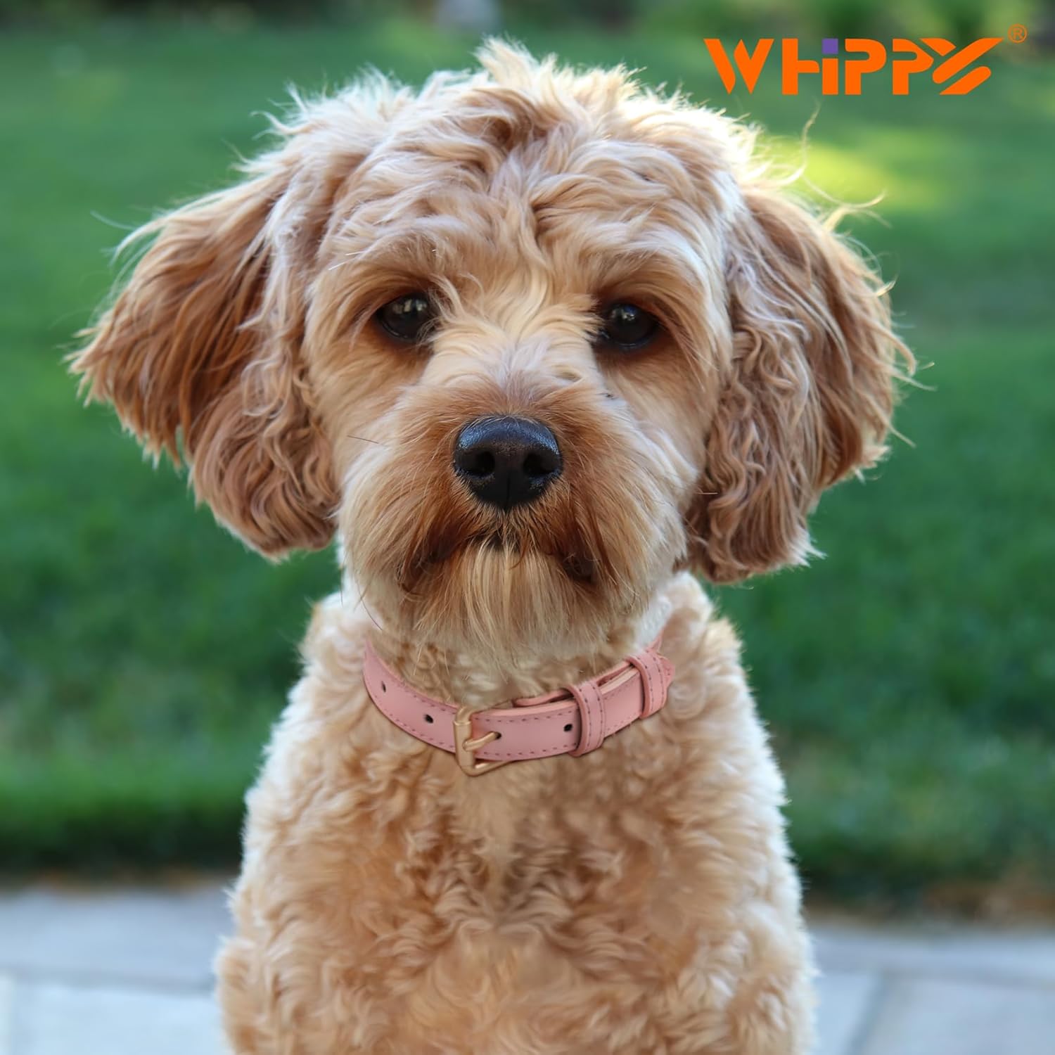 WHIPPY Collar de cuero para perro pequeño, mediano y grande, ajustable, suave, transpirable, acolchado, de cuero con hebilla de aleación, resistente