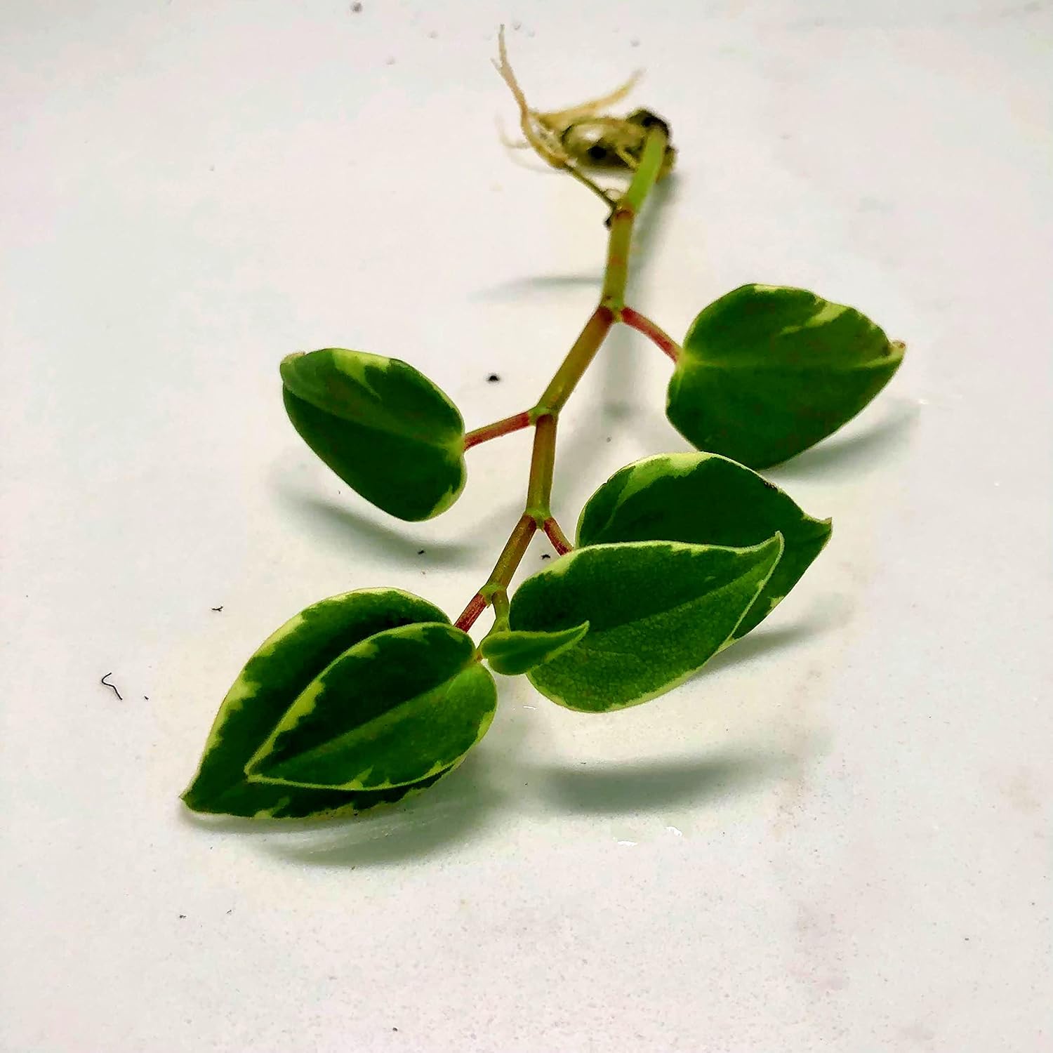 Blissful’s – Esquejes de tallo de peperomia, giro cítrico, Obtusa, Cupido, paquete de inicio de plantas de interior con mecha, fácil de cultivar,