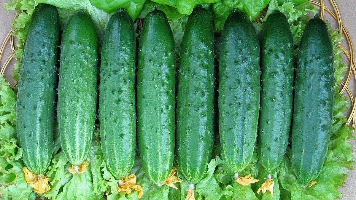 Pepino vegetal April F1 autopolinizado 45 días reliquia para decapado – 10 semillas