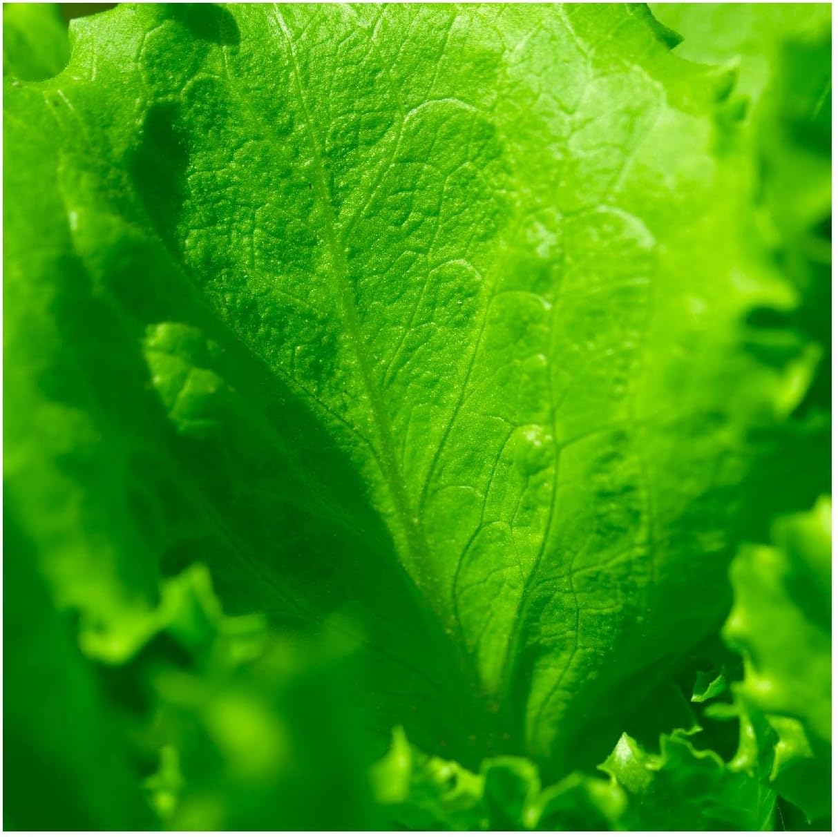 Everwilde Farms – 500 semillas de lechuga orgánica Arianna Butterhead – Paquete Gold Vault