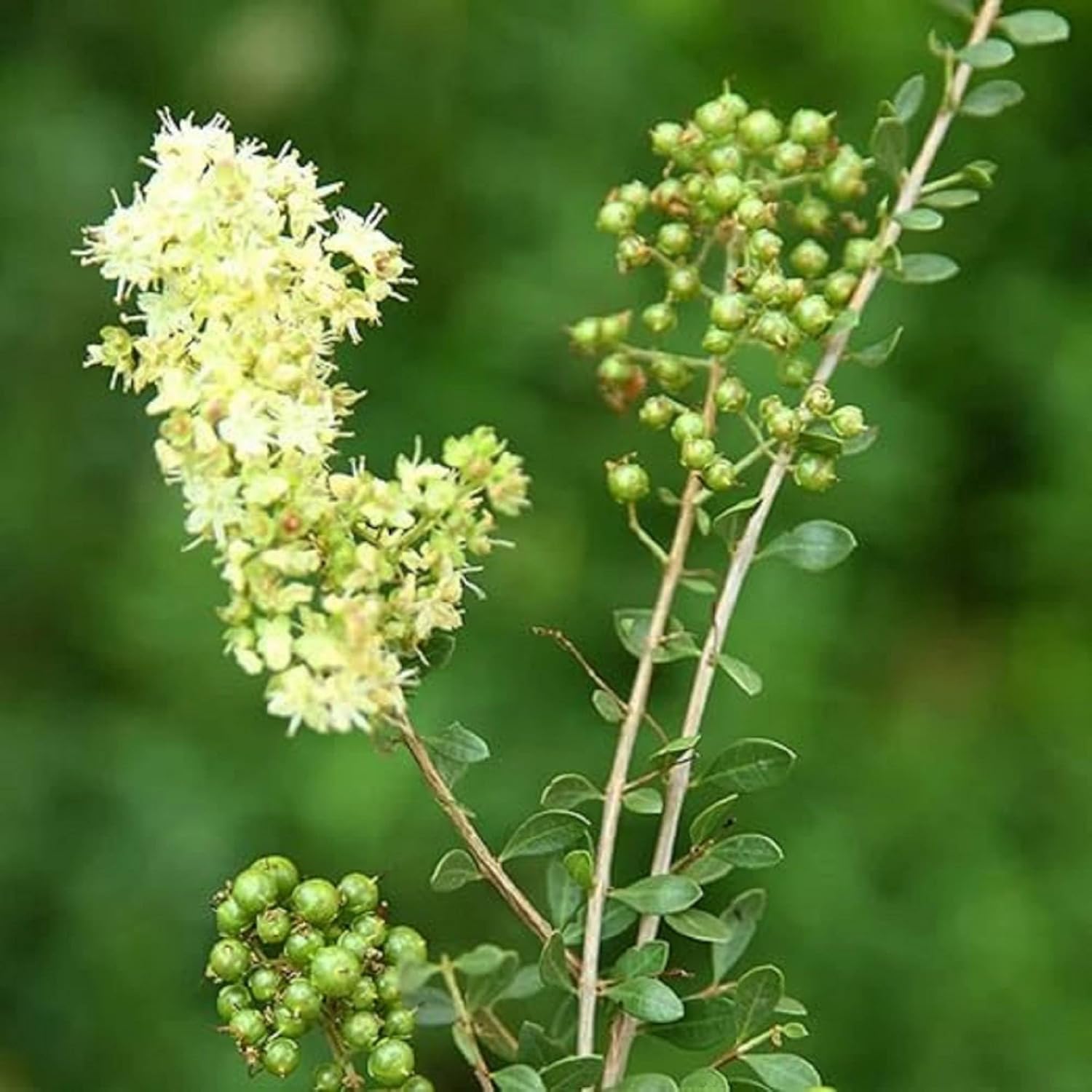 CHUXAY GARDEN Semillas de henna Lawsonia Inermis para plantar al aire libre, Privet egipcio, 20 semillas, sorprendente planta de paisajismo rara,