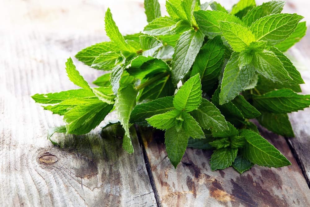 Semillas de menta para plantar, más de 1000 semillas de reliquia, semillas de jardín de Isla (semillas de jardín de Isla), semillas sin OMG, nombre