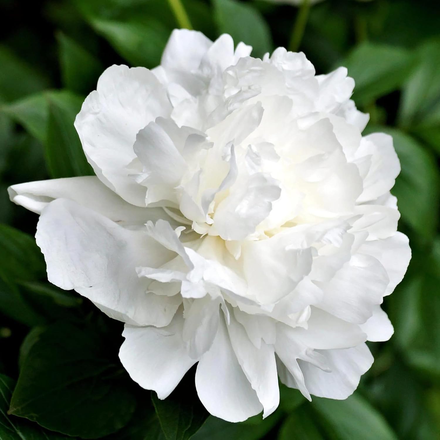 YEGAOL Garden – Semillas de peonía blanca de duquesa perenne, atraen mariposas, ciervos y conejos, resistentes a los ciervos y conejos, de bajo