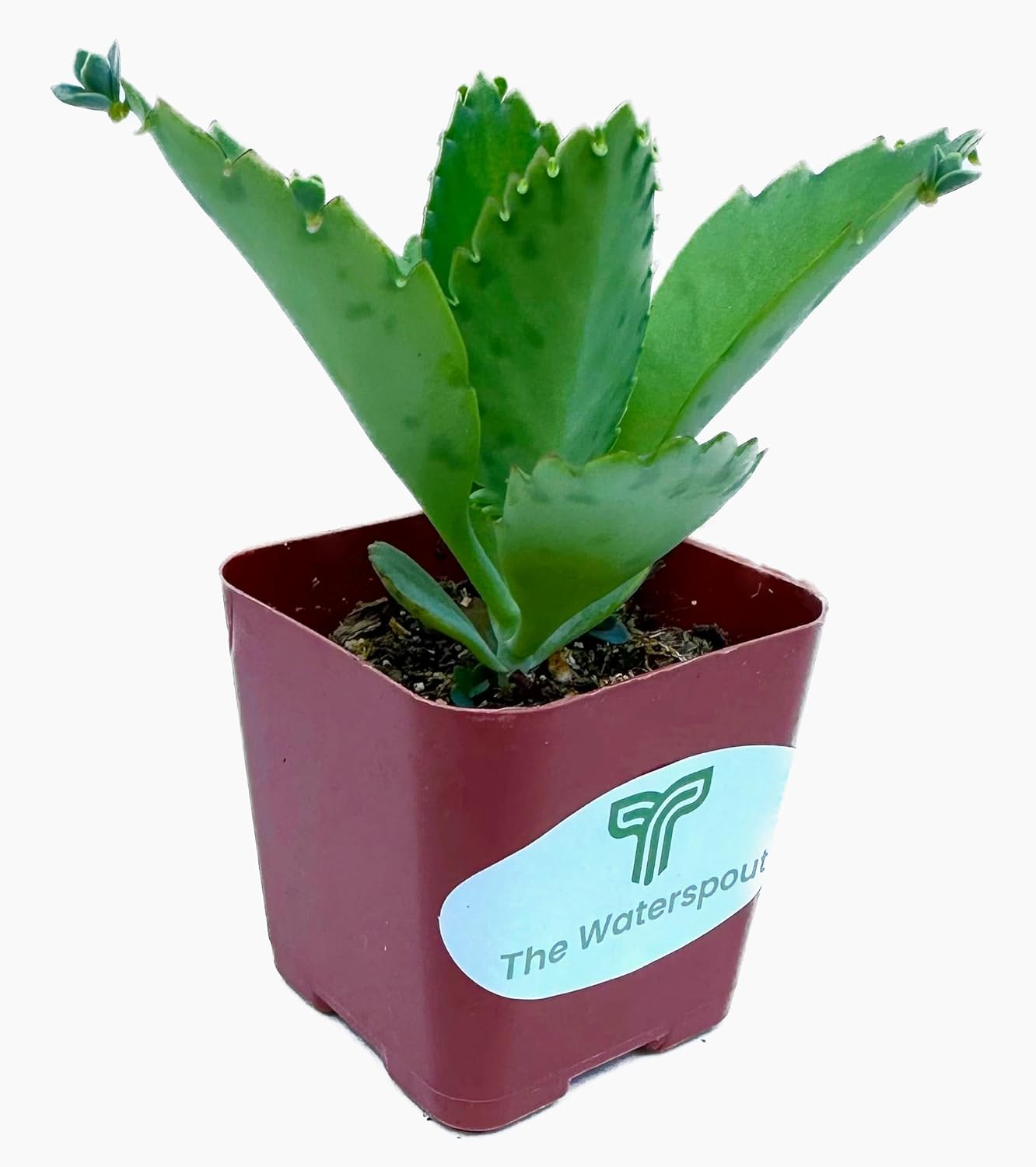 Colecciones de cactus suculentas de 2 pulgadas (sombrero mexicano Kalanchoe Diagremontiana)