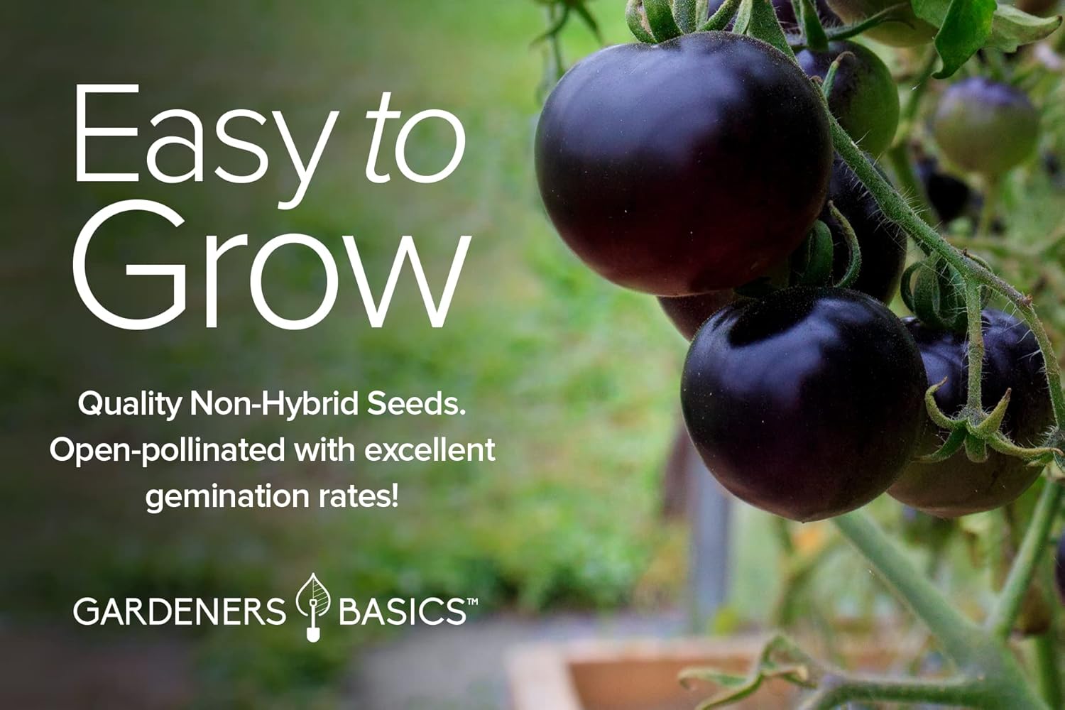 Gardeners Basics, 5 semillas de tomate raras para plantar, paquete variado de semillas de tomate reliquia, púrpura Cherokee, Krim negro, piña, cebra