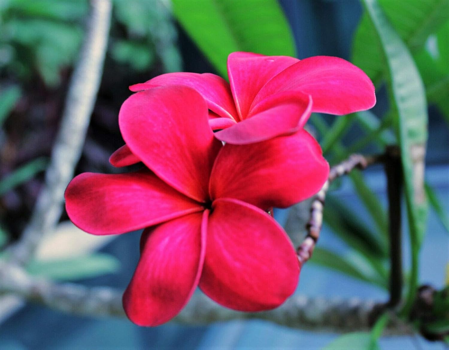 Semillas de Plumeria de Colores Mixtos – Flor Lei Frangipani Mix Rosa Rojo Amarillo Blanco Jocad (10 Semillas)