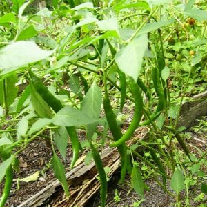 250 semillas largas de chile de cayena roja, sin OMG, semillas siempre frescas. Semillas de siembra para huerto doméstico 250 semillas largas de chile de cayena roja, sin OMG, semillas siempre frescas. Semillas de siembra para huerto doméstico