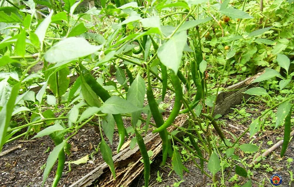 250 semillas largas de chile de cayena roja, sin OMG, semillas siempre frescas. Semillas de siembra para huerto doméstico