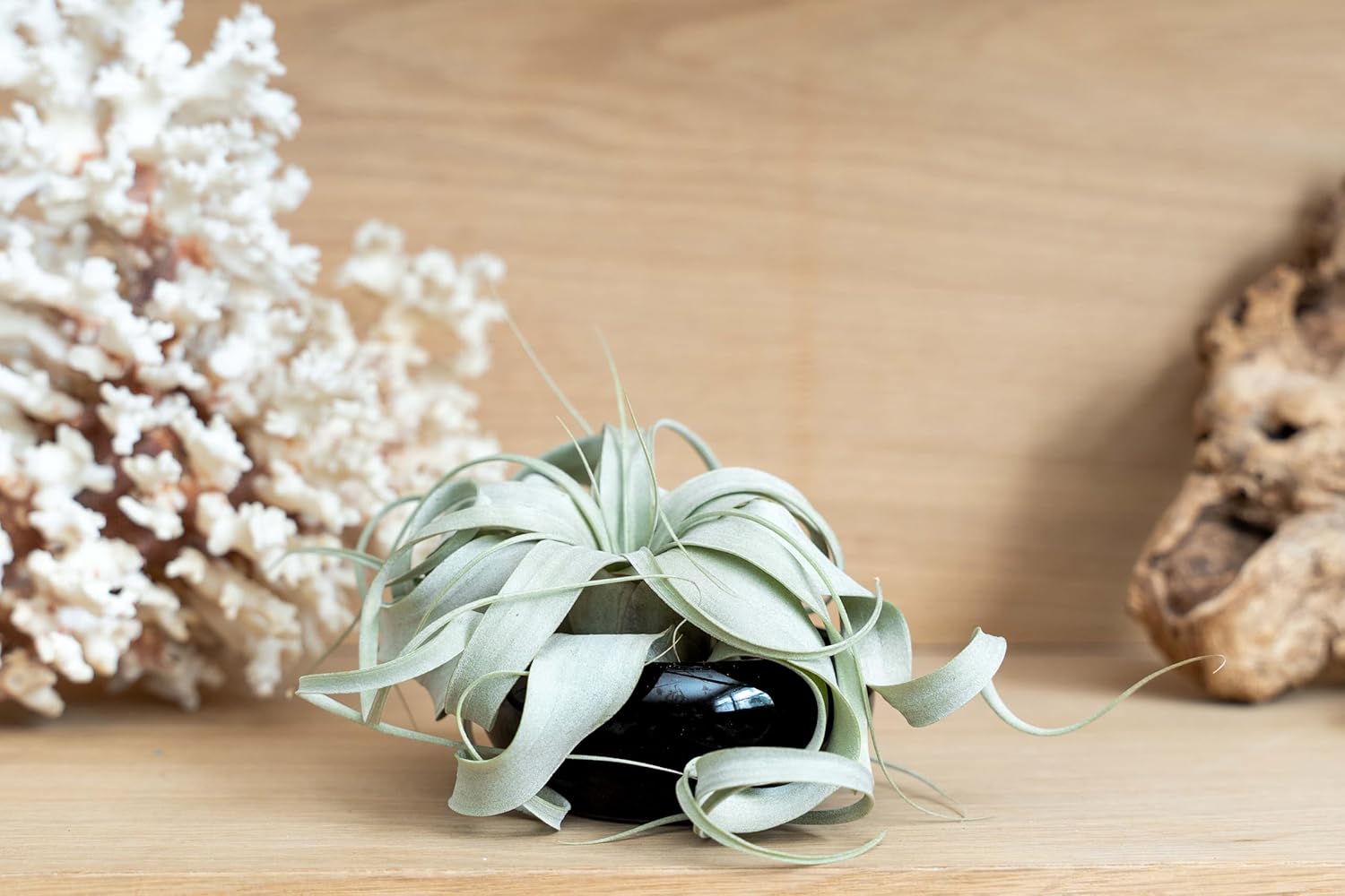 Air Plant Shop Jardín de platos en miniatura con plántulas de Tillandsia Xerographica – Venta al por mayor y a granel – Suculentas – Tillandsia viva