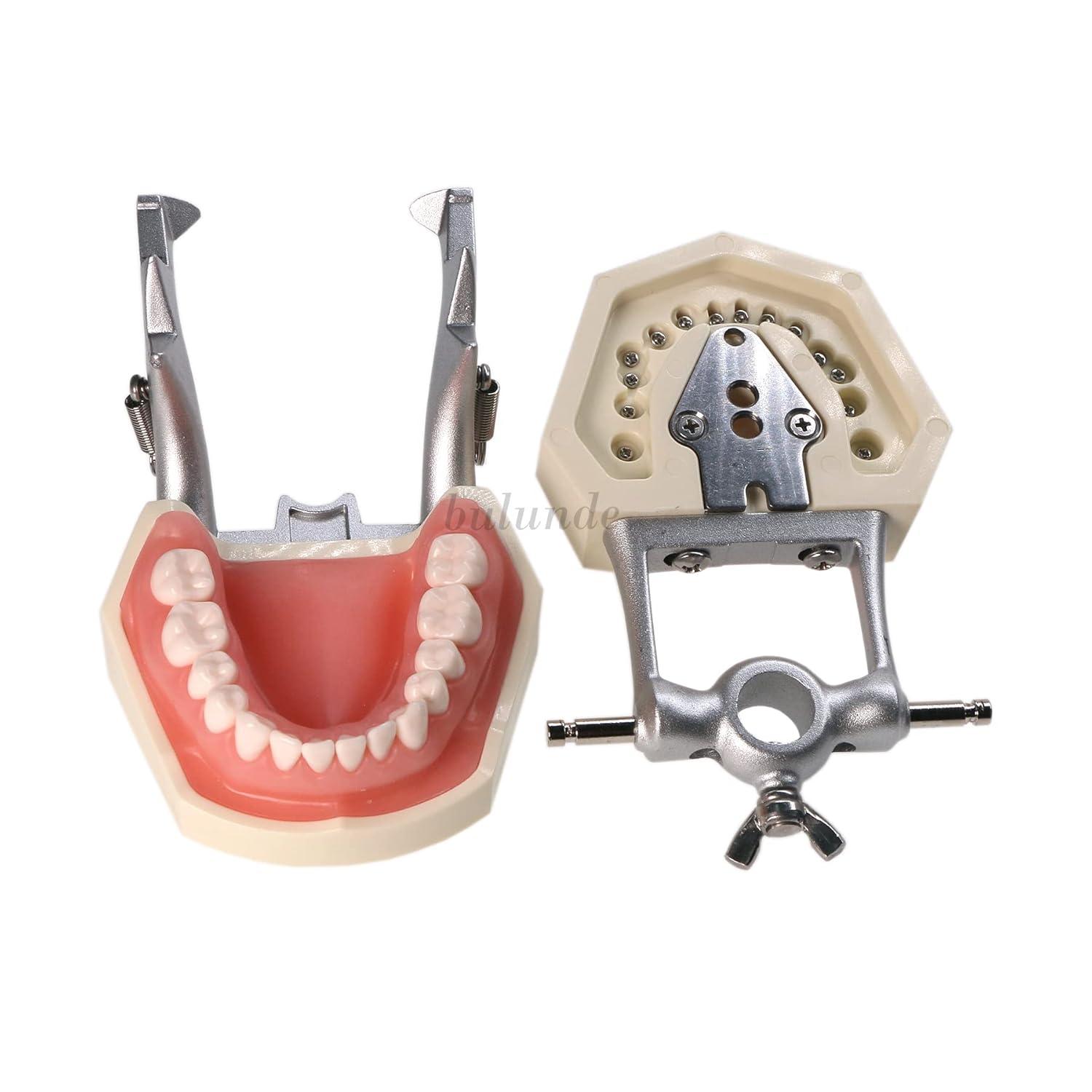 Modelo de práctica de enseñanza dental Modelo de demostración de estudio de enseñanza Dientes extraíbles 28 dientes Dientes dentales Typodont Modelo