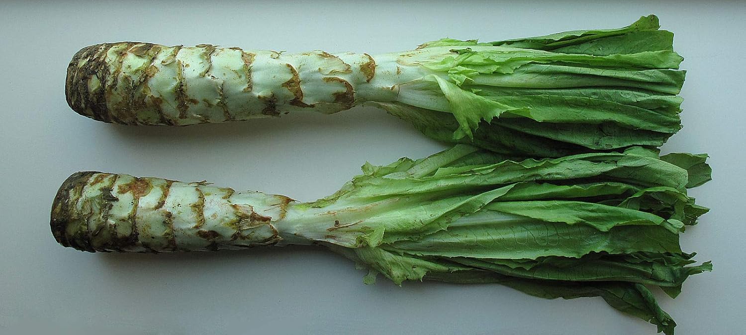 Semillas Vegetales Espárragos Hojas de Lechuga Heirloom para Ensaladas – 1000 Semillas