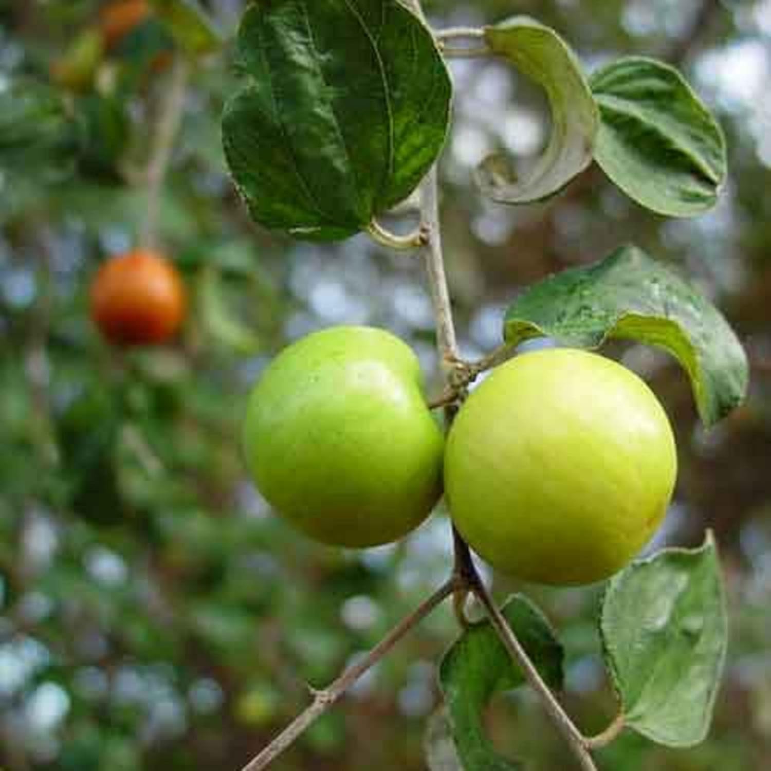 CHUXAY GARDEN Semillas de azufaifo indio 8 semillas Ziziphus mauritiana Árbol frutal tolerante a la sequía Fruta dulce comestible Gran regalo de