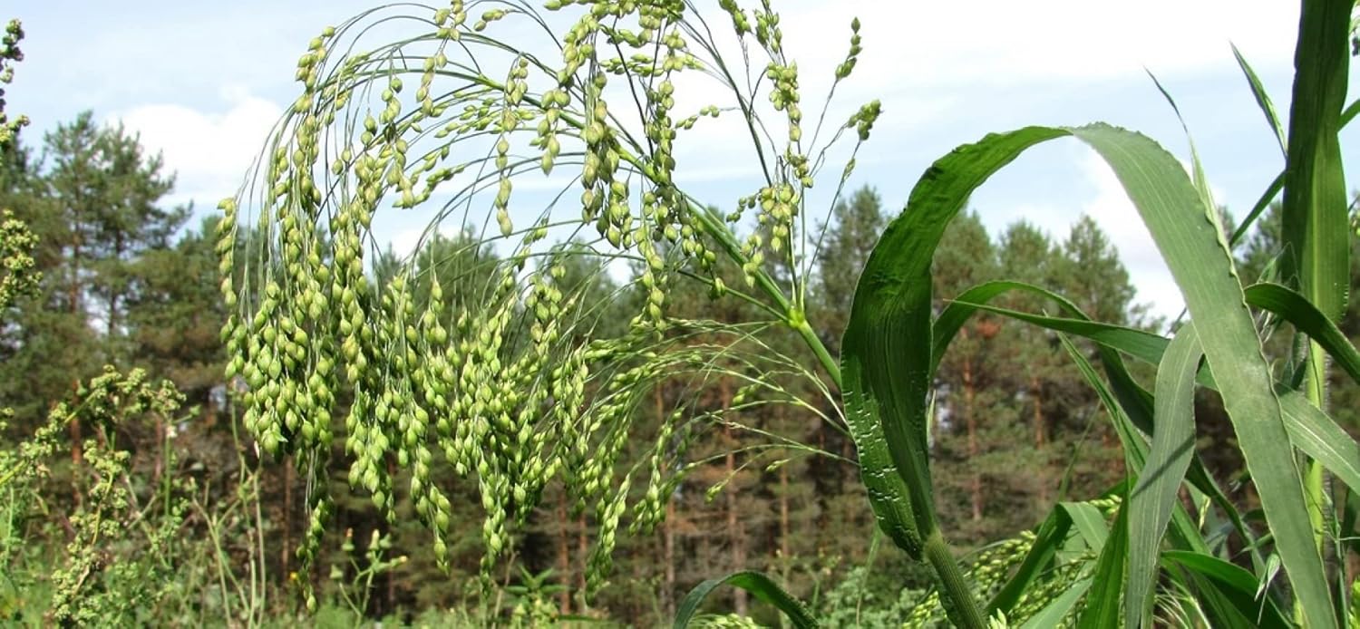 Semillas Coix Mijo Lágrimas de Trabajo Flores Anuales