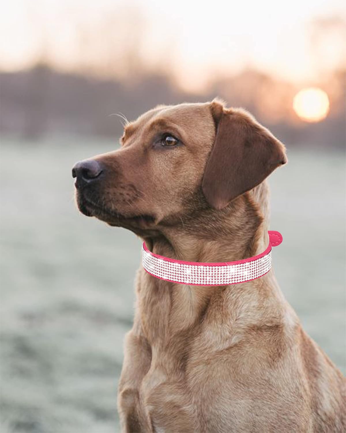 Petank Collar de perro para perros pequeños, medianos y grandes, collar de perro pequeño para hembras, collar de perro rosa, collares de cachorros