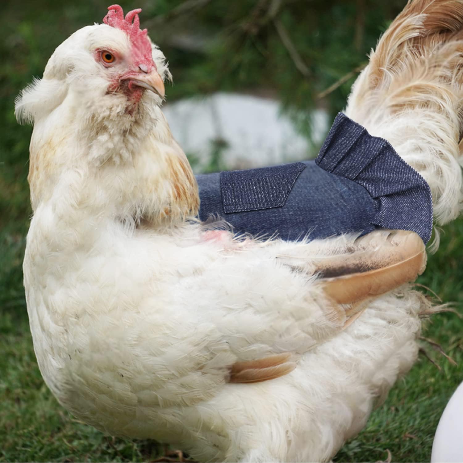 JITEYOU Sillines de pollo, 4 piezas de monturas para gallinas para delantal de gallina para aves de corral protector de plumas fijador suministros
