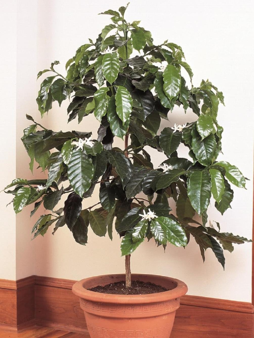 Semillas Árbol de café árabe Enano Montaña Perenne Jardín Flores para Plantar No GMO