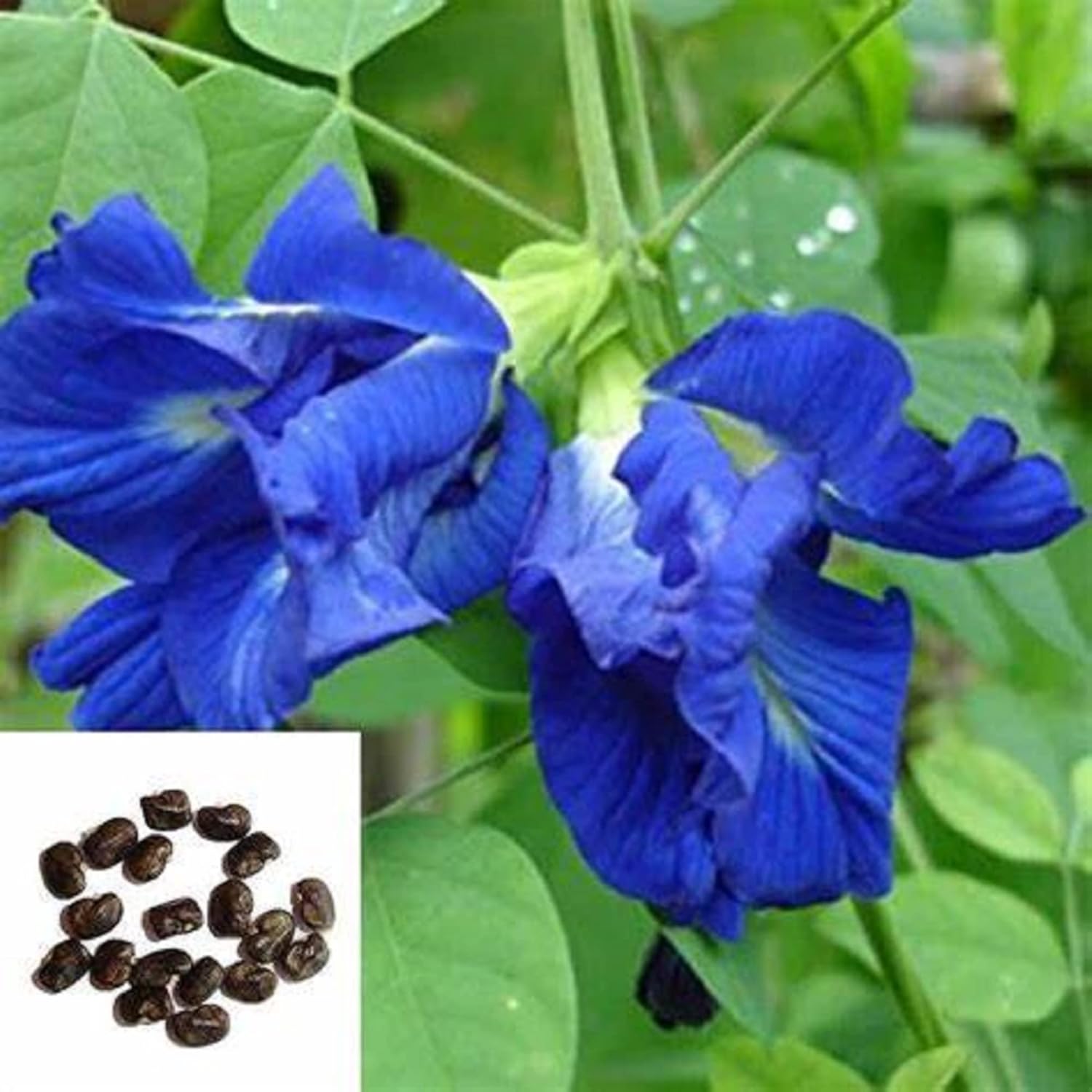 CHUXAY GARDEN 10 semillas de ternata de clitoria azul, alas de paloma asiáticas, Bluebellvine, guisante azul, guisante mariposa, guisante cordofan,
