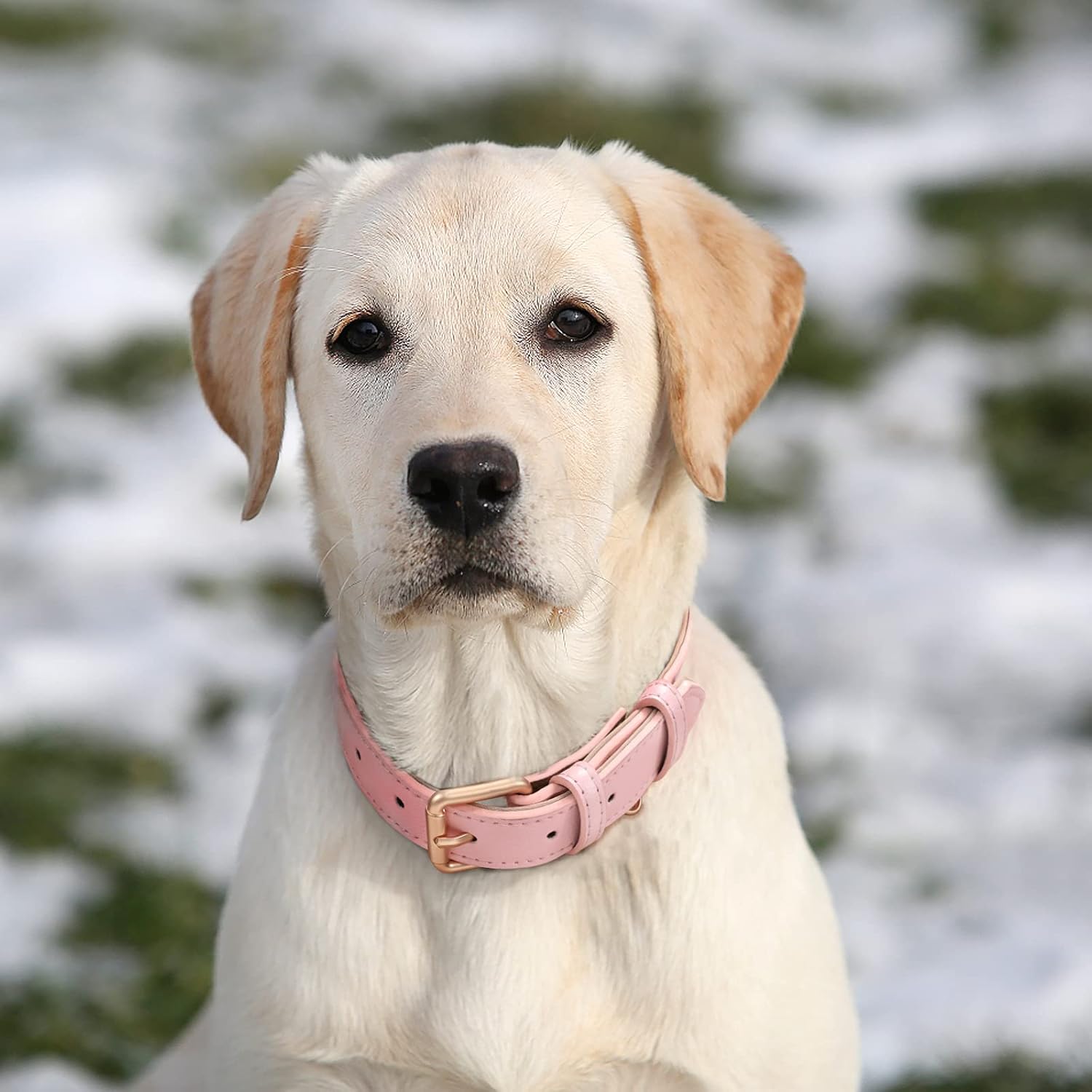 WHIPPY Collar de cuero para perro pequeño, mediano y grande, ajustable, suave, transpirable, acolchado, de cuero con hebilla de aleación, resistente