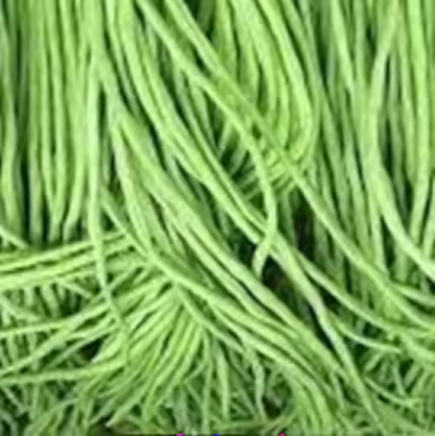 Yard – Semillas de frijol largo, más de 85 semillas, semillas de frijoles largos asiáticos, semillas de frijoles de espárragos, Phaseolus vulgaris,
