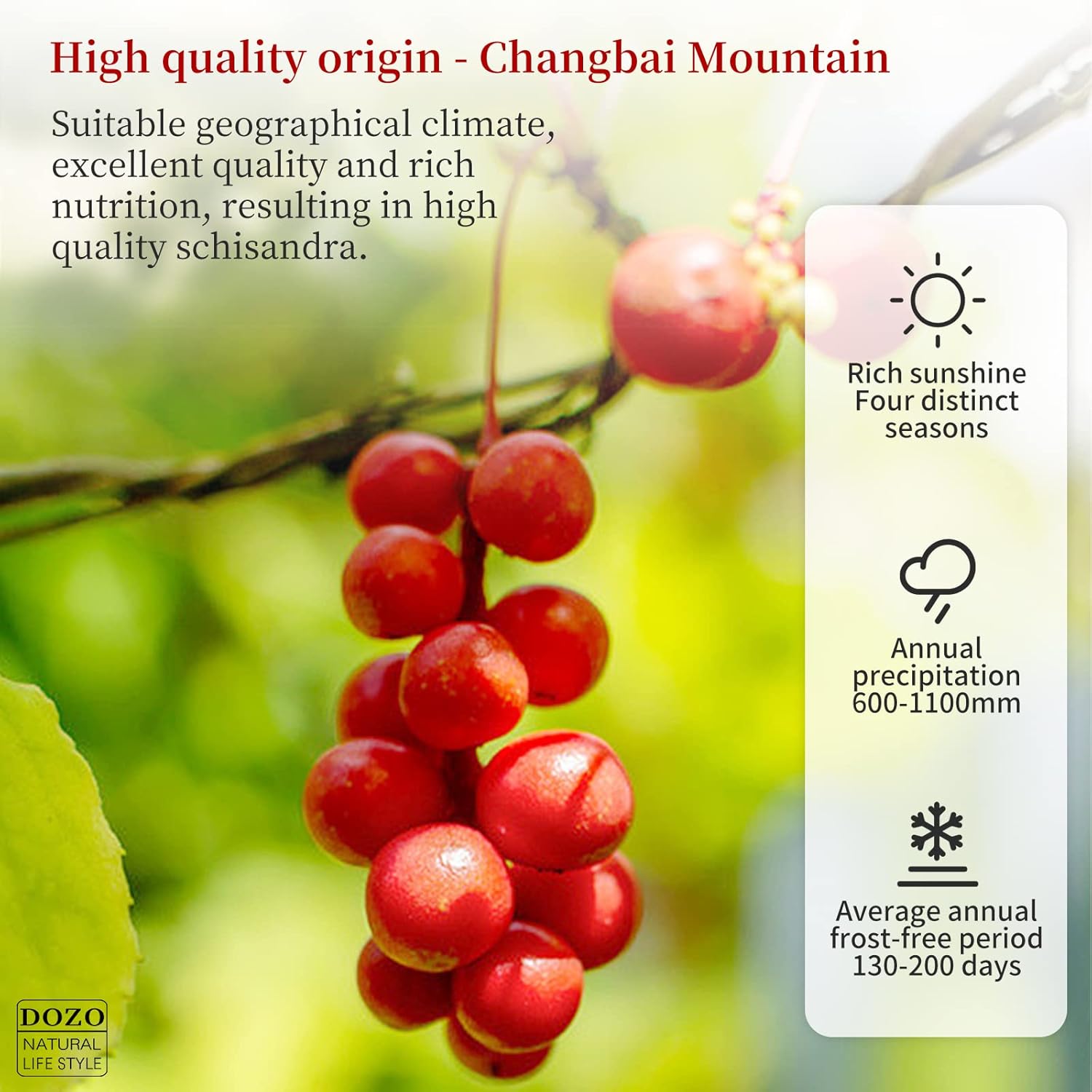 DOZO Schisandra Berry Secado Schisandra Chinensis 7.76oz220g Té de bayas de Schisandra secado Té Omija Bayas enteras secas bayas sueltas hierbas