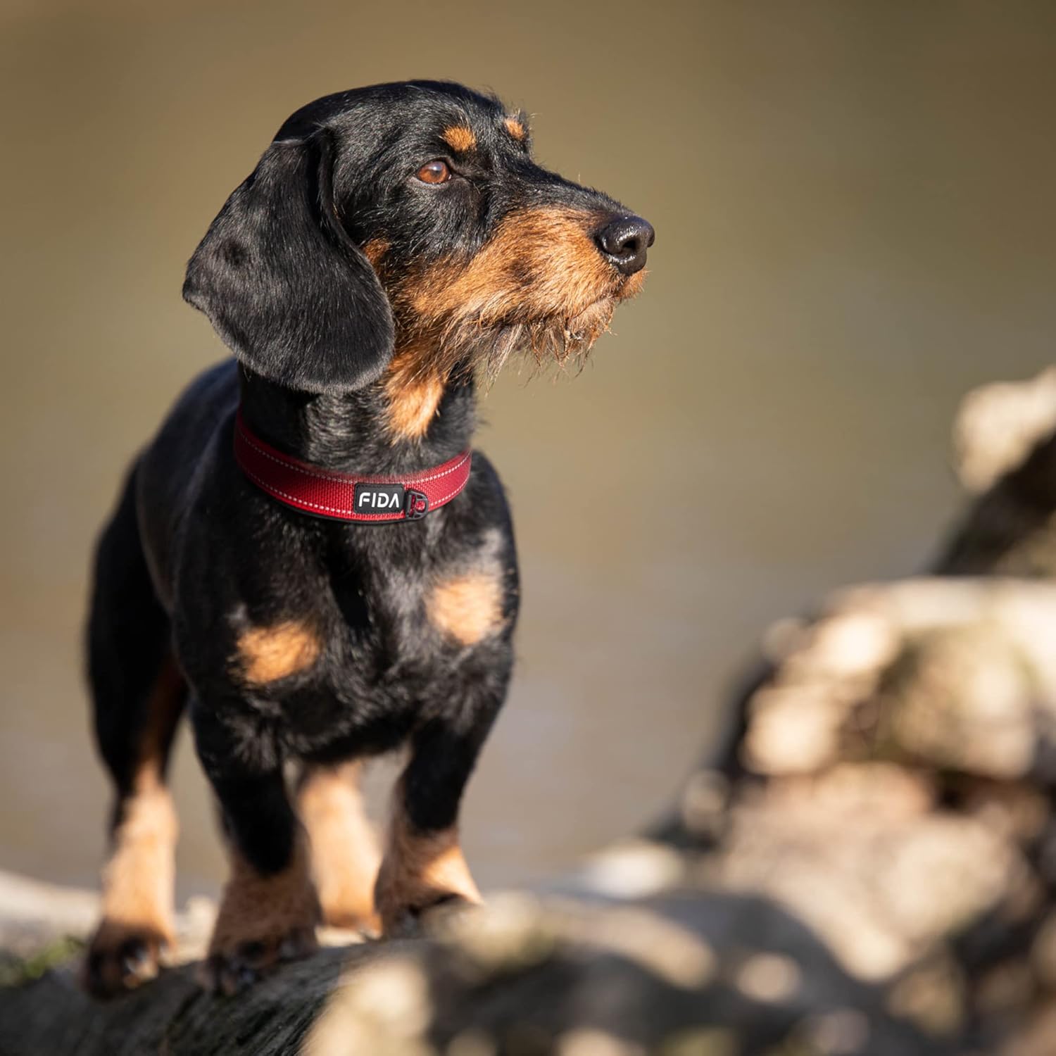 Fida Collar para perro resistente, ultra cómodo y acolchado de neopreno suave, collar de nailon reflectante ajustable para mascotas con hebilla de