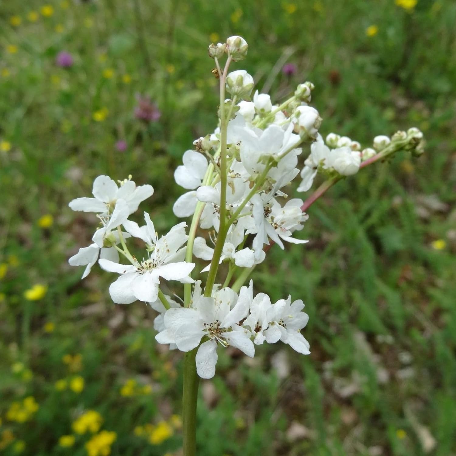 CHUXAY GARDEN 30 semillas Filipendula Vulgaris, Dropwort, Dropwort de hoja de helecho, hermosa planta con flores blancas hierba perenne planta de