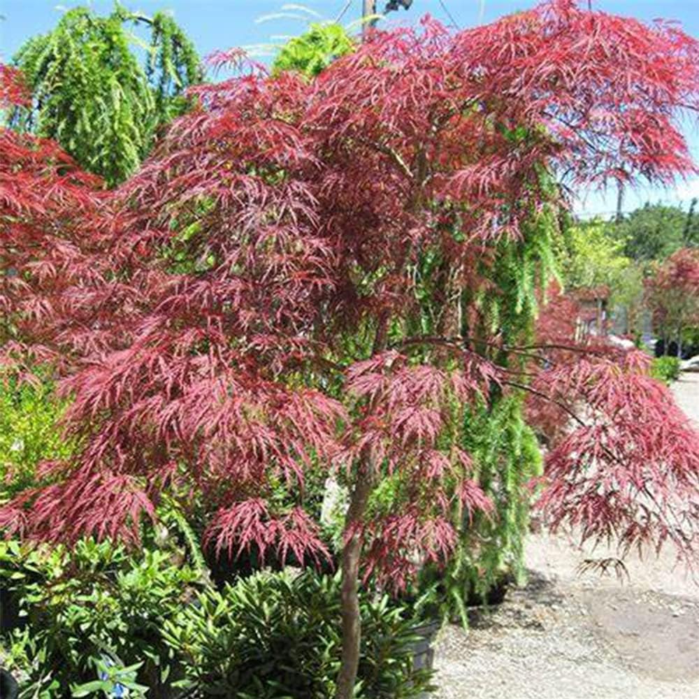 QAUZUY GARDEN 10 semillas de laceleaf llorando arce japonés Laceleaf árbol de arce  Planta colorida y atractiva para casas de jardín, fácil de