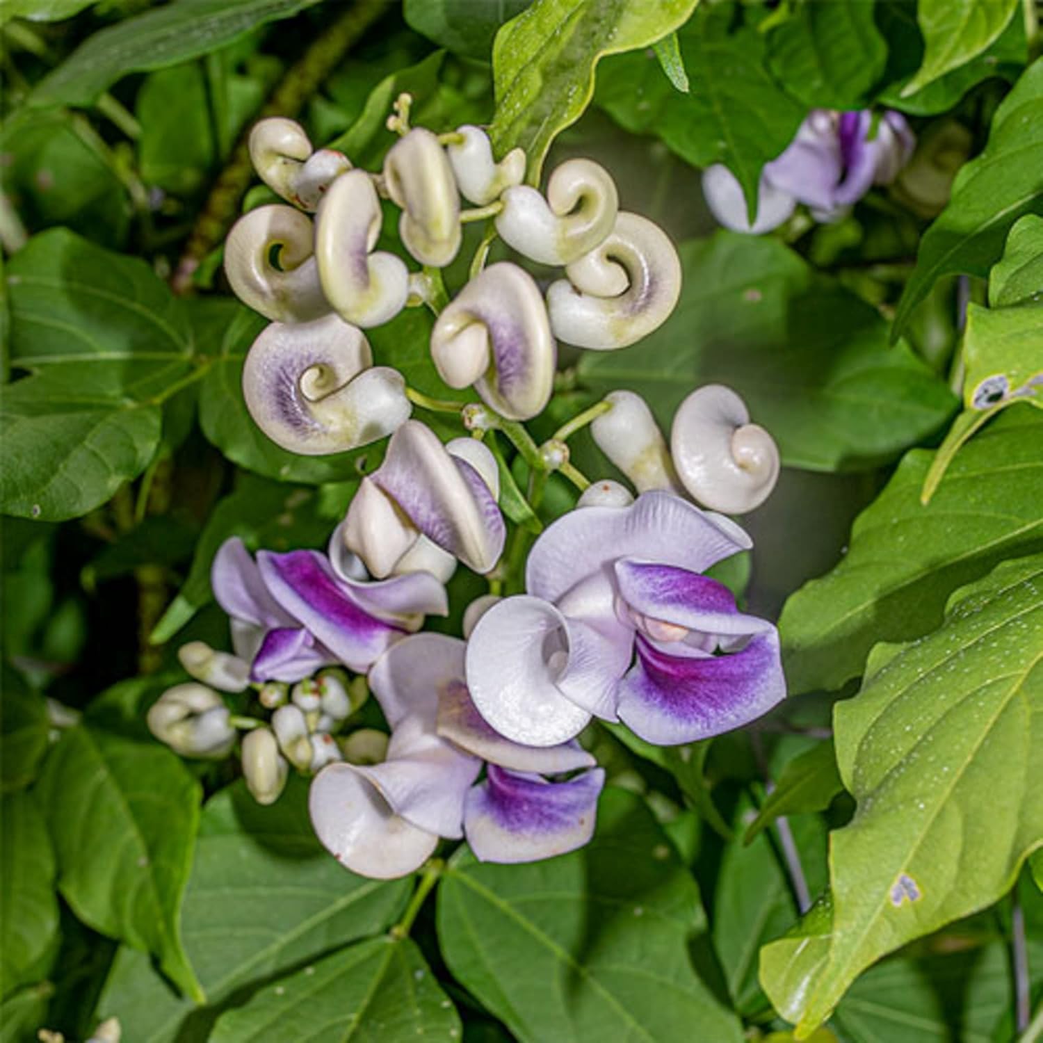 CHUXAY GARDEN Cochliasanthus Caracalla-Sacacorchos, vid de caracol, enredadera de caracol, flor de caracol, frijol de caracol, 8 semillas