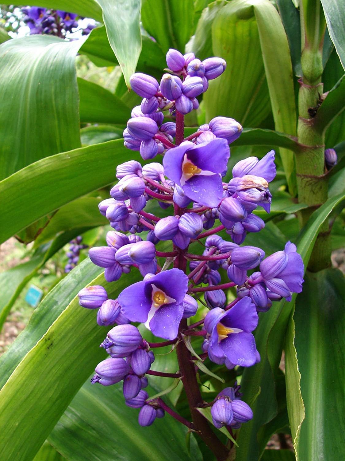 Blue Hawaiian Ginger plant Root