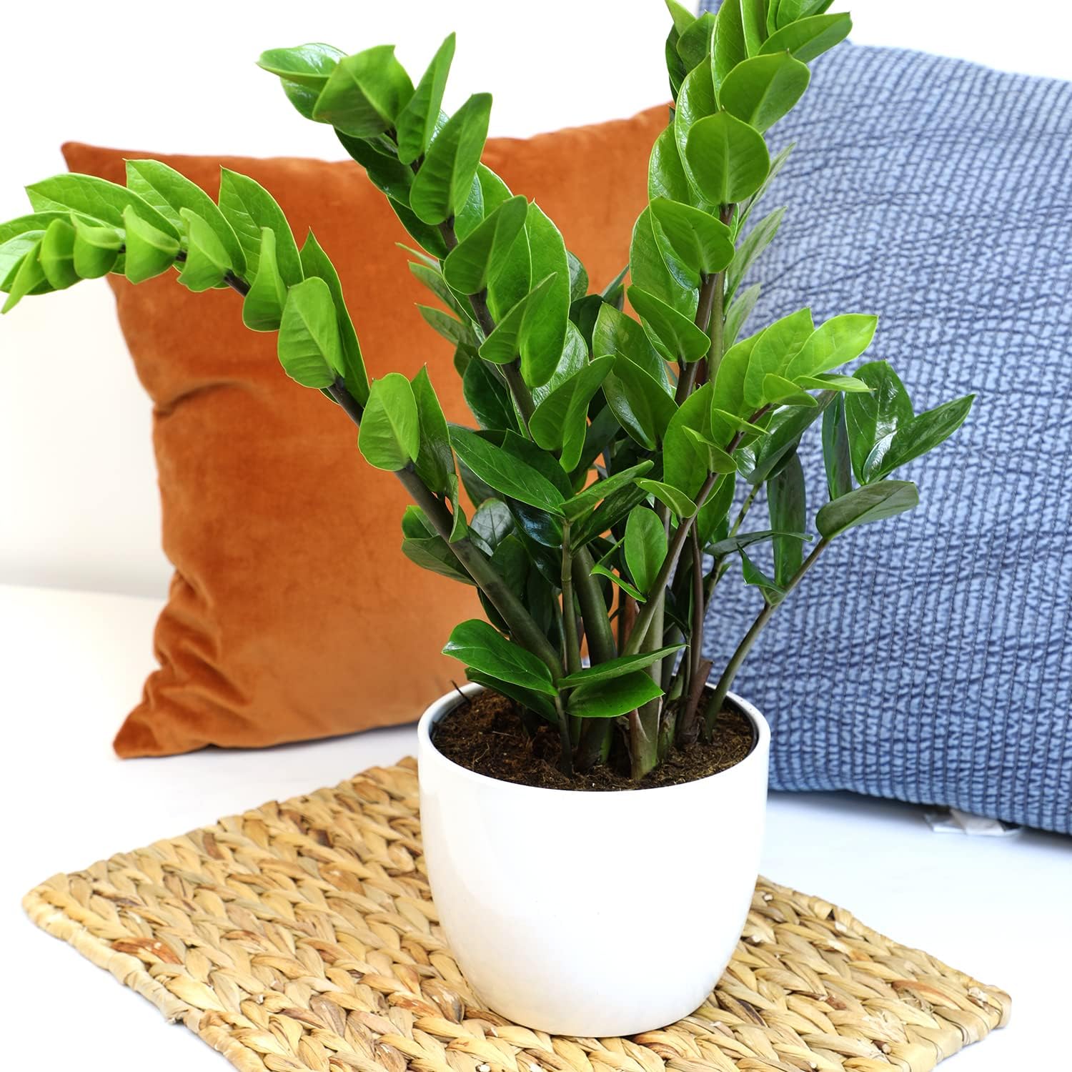 Zamioculcas Zamiifolia de 6 pulgadas, plantas ZZ vivas para interiores, plantas de interior vivas para interiores, plantas de interior vivas,