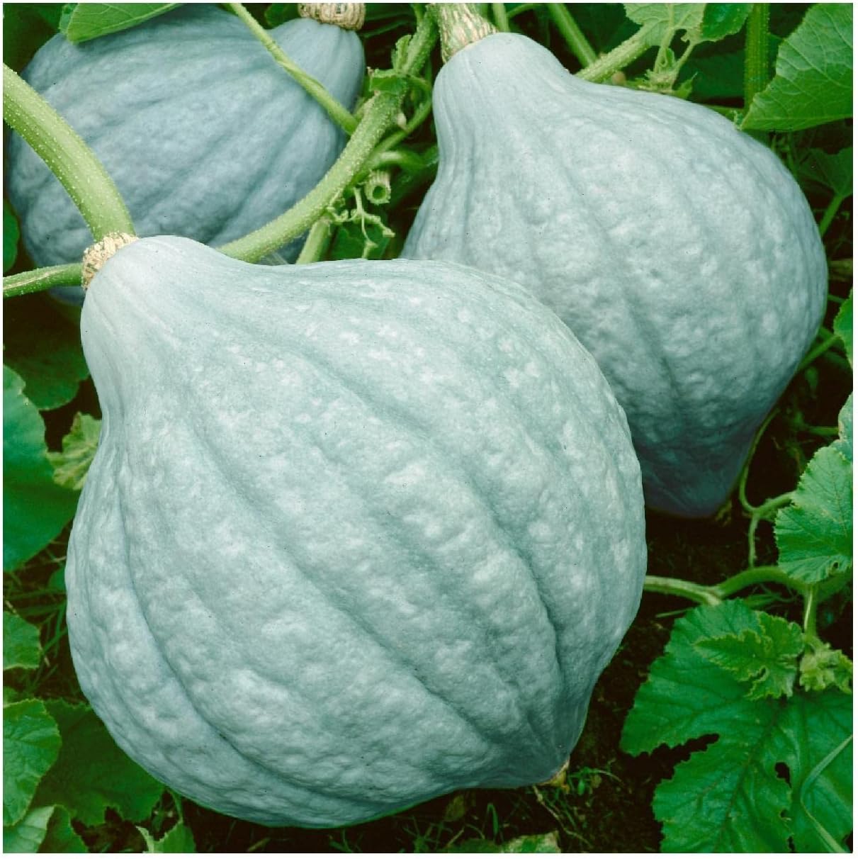 Everwilde Farms – 10 semillas de calabaza de invierno Hubbard azul orgánico – Paquete Gold Vault