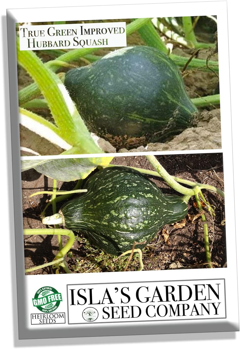 True Green – Semillas de calabaza Hubbard mejoradas para plantar, 25 semillas tradicionales por paquete, semillas de jardín de Isla (semillas de