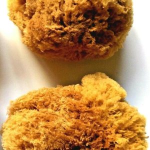 2 esponjas grandes naturales del océano para artes y manualidades, ideales para pintura, decoración y proyectos de bricolaje. Paquete de 2 esponjas 2 esponjas grandes naturales del océano para artes y manualidades, ideales para pintura, decoración y proyectos de bricolaje. Paquete de 2 esponjas