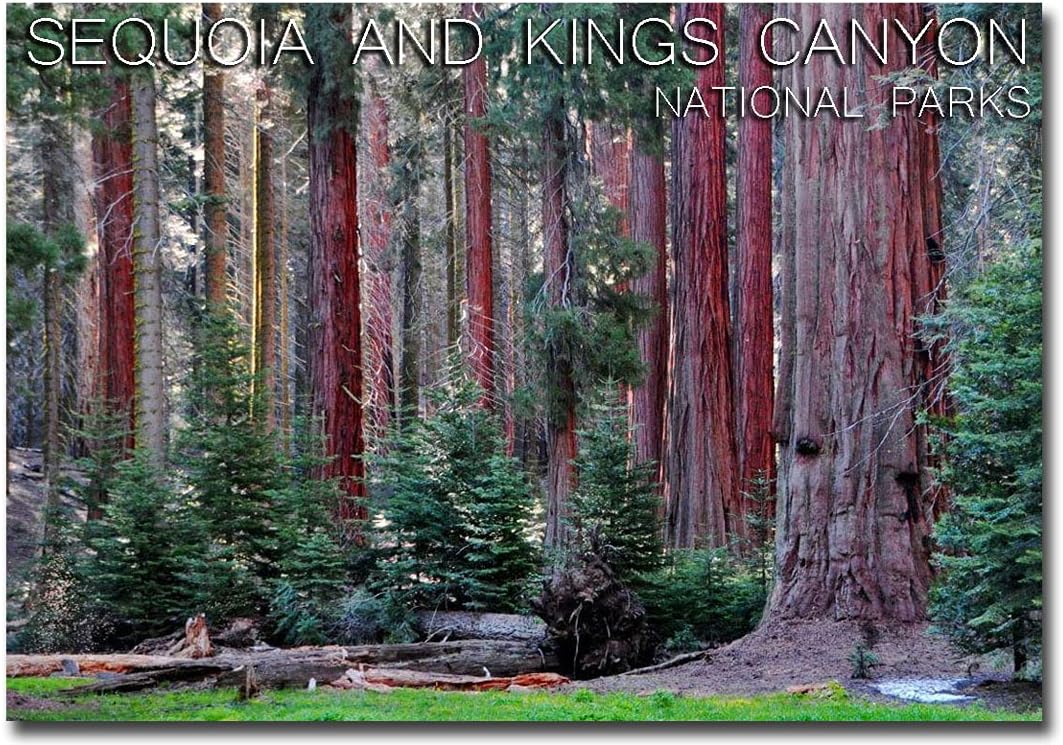 Imán para nevera de viaje de los parques nacionales Sequoia and Kings Canyon tamaño 2.5″ x 3.5″