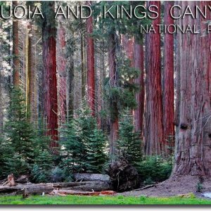 Imán para nevera de viaje de los parques nacionales Sequoia and Kings Canyon tamaño 2.5″ x 3.5″ Imán para nevera de viaje de los parques nacionales Sequoia and Kings Canyon tamaño 2.5″ x 3.5″