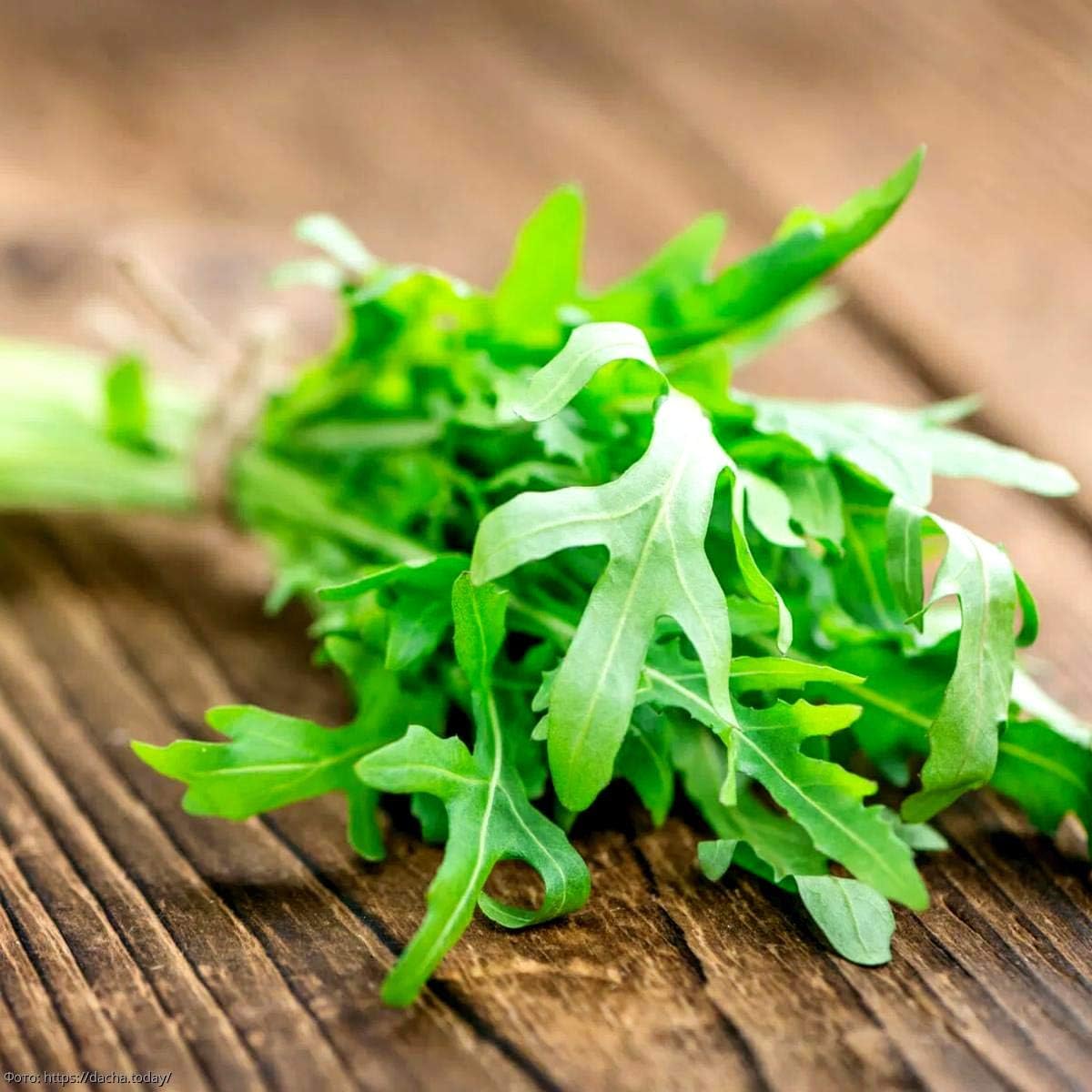 Ensalada de rúcula Rocket Rucola más de 1000 semillas para plantar