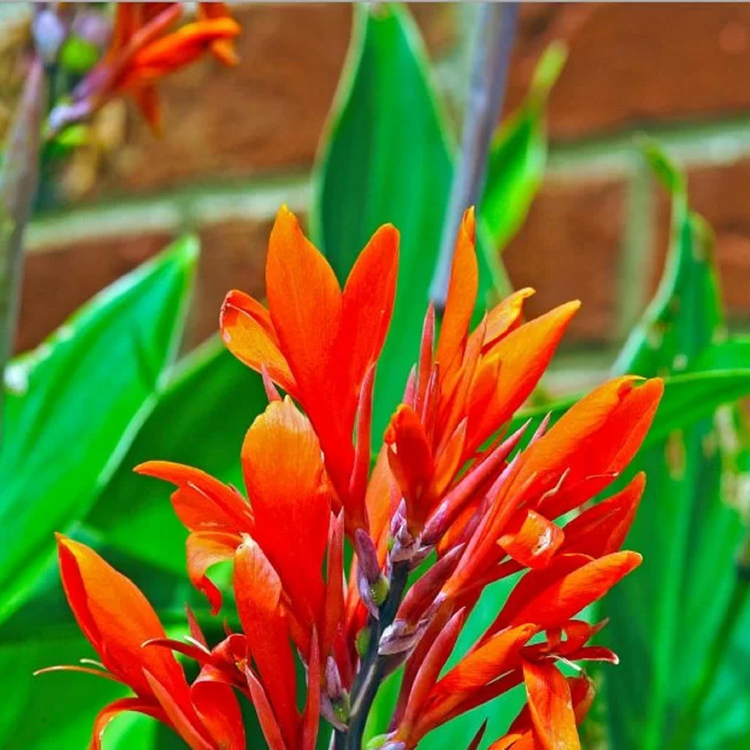 CHUXAY GARDEN Canna Edulis Seed – 15 semillas de arrurruz comestible raíz ornamental planta con flores hace un gran cultivo alimentario