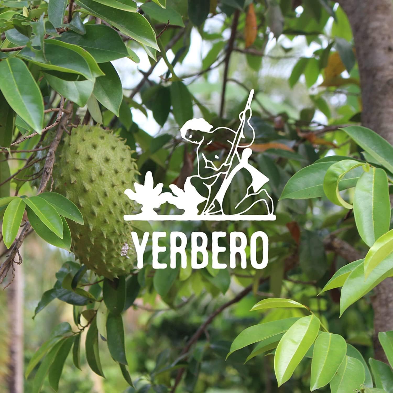 Yerbero – Polvo de guanábana de graviola seca de primera calidad, 2 oz (56 g) Hoja de Guanabana En Polvo, 100% Natural Delicioso Té Fresco  De